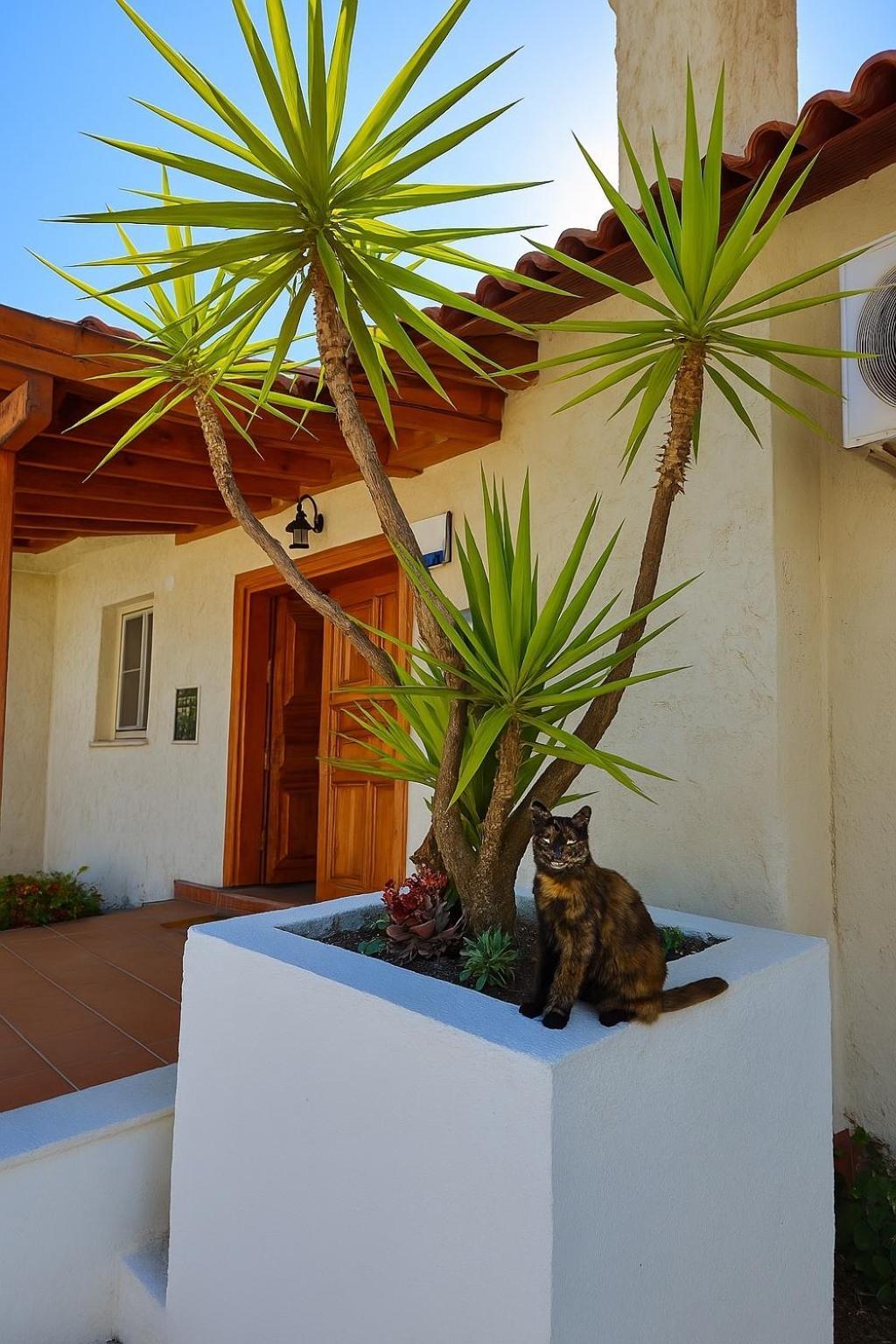 Villa Cedrus Akyaka (Mugla) Exterior foto